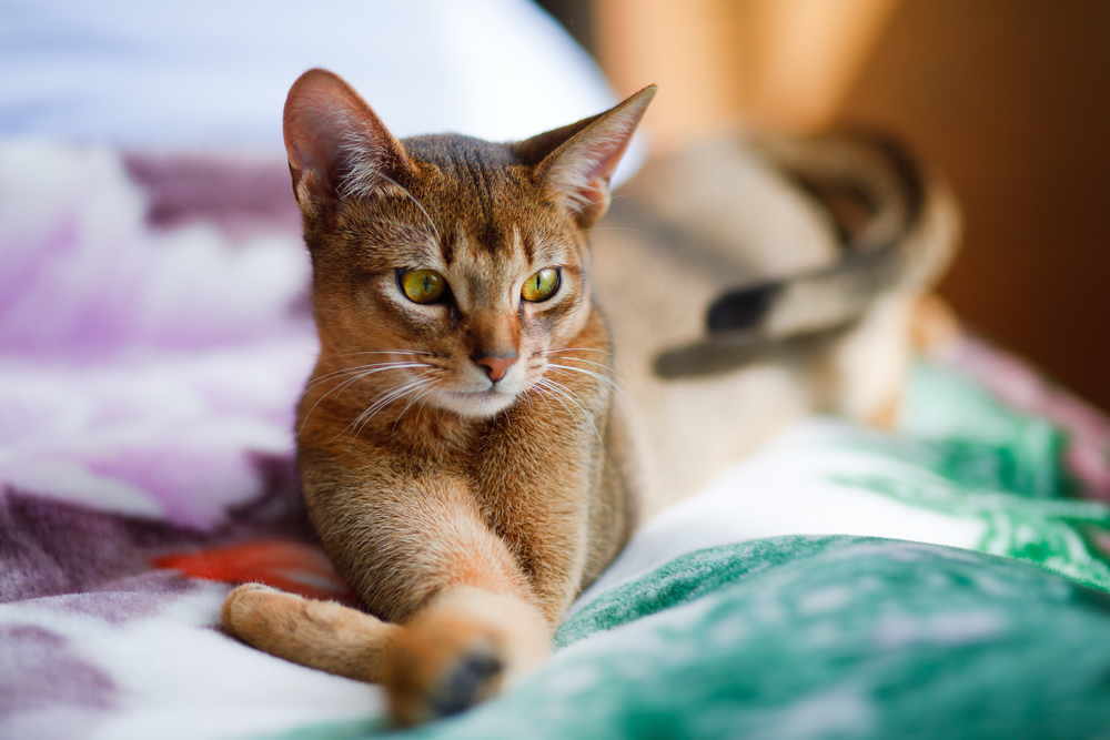 abyssinian cat