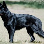 Black German Shepherd