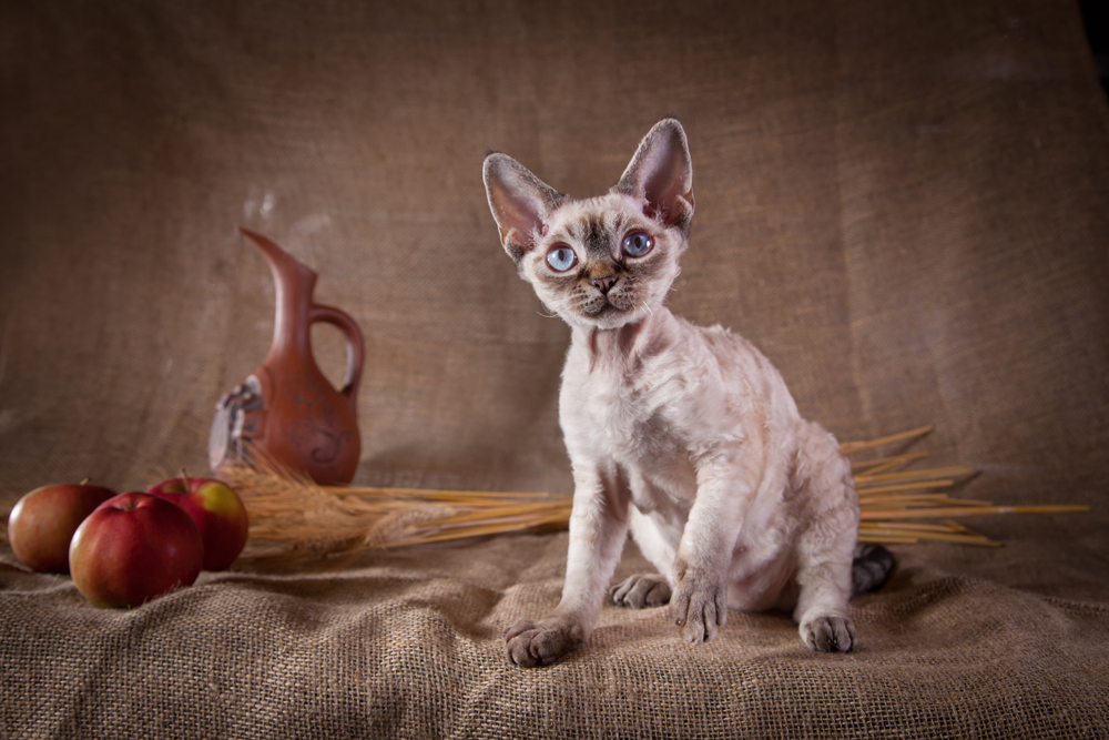 devon rex cat