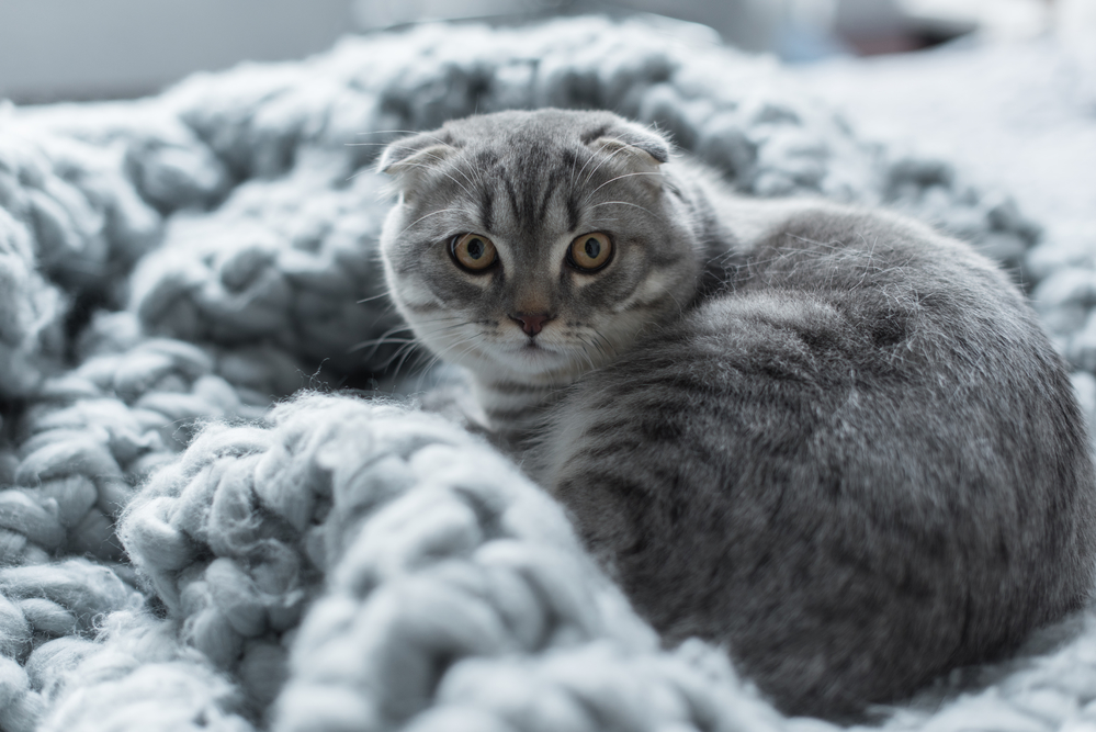 scottish fold cat