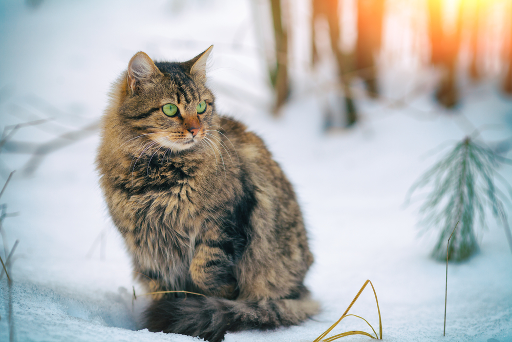 siberian cat