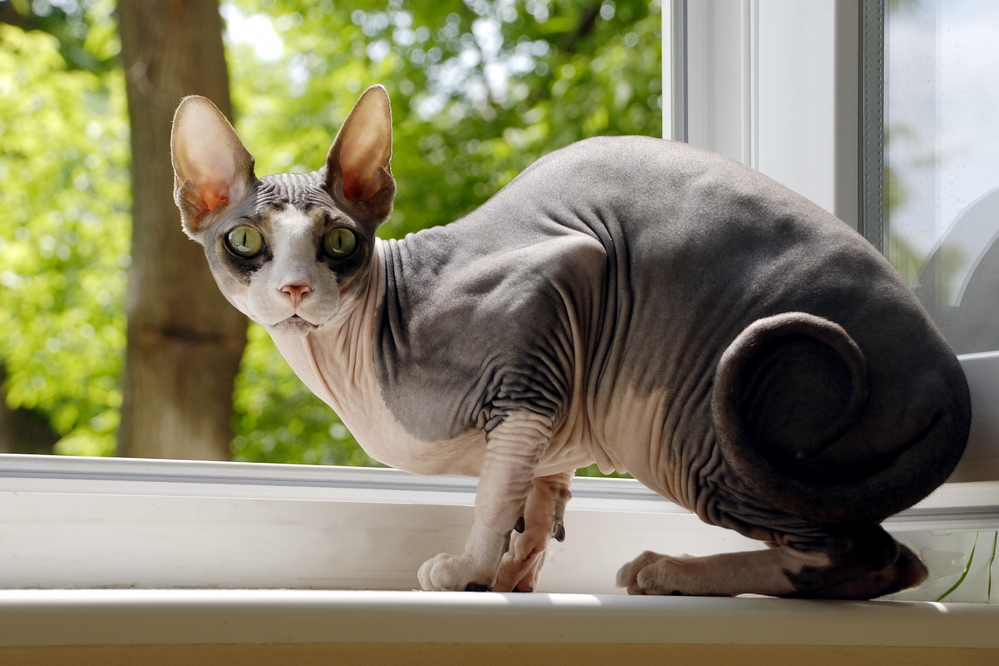 sphynx cat