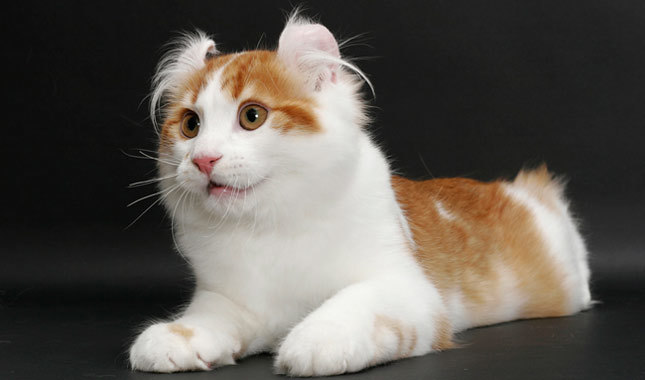 american curl