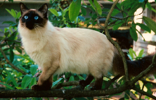 balinese cat