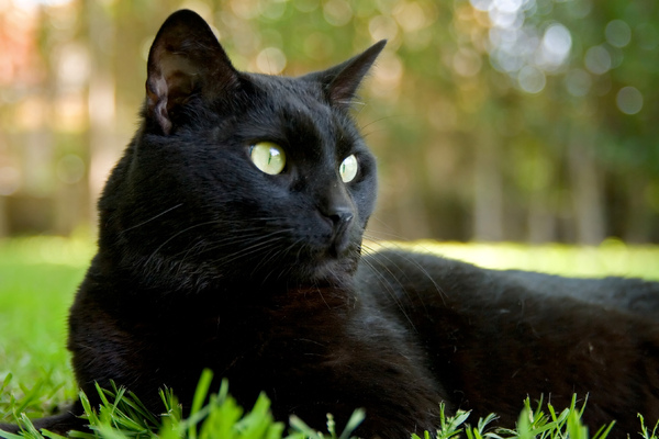 bombay cat
