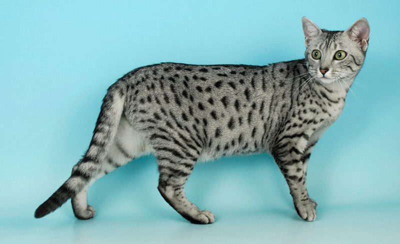 egyptian mau