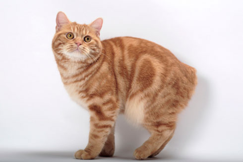 manx cat