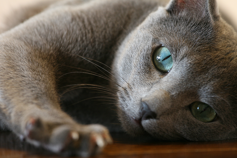 russian blue