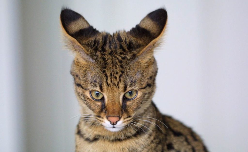 savannah cat