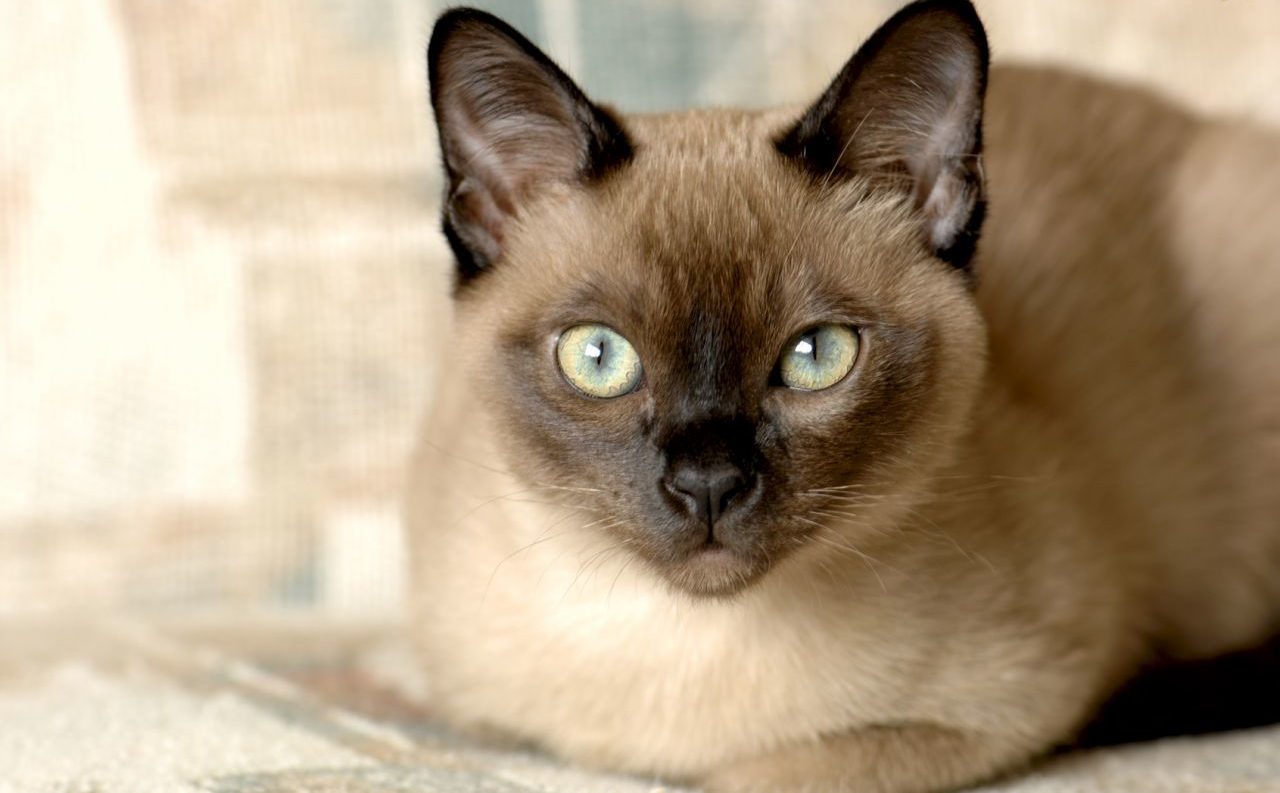 tonkinese cat