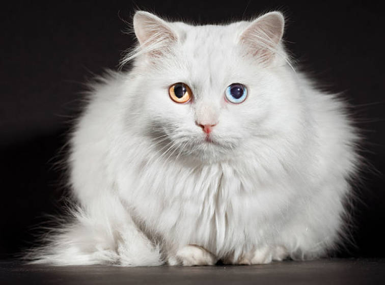 Best Cat Breeds List Ilovepets Com