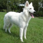 White German Shepherd