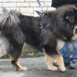 tibetan mastiff