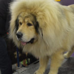 tibetan mastiff