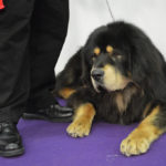tibetan mastiff