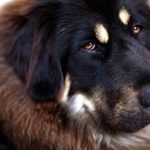 tibetan mastiff