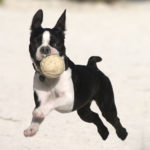 boston terrier i love pets
