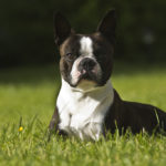 boston terrier i love pets