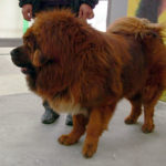 tibetan mastiff