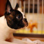 boston terrier i love pets