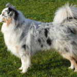 Australian Shepherd