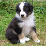 Australian Shepherd