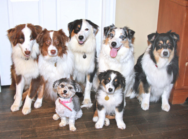 australian shepherd family