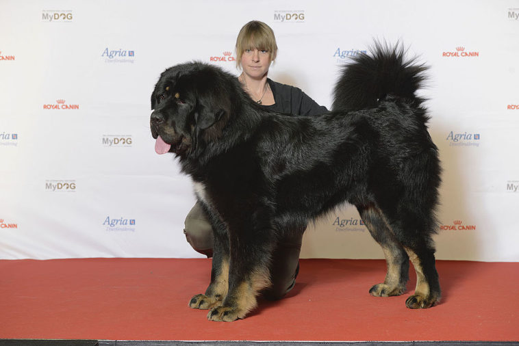 american tibetan mastiff