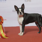 boston terrier i love pets