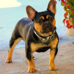 french bulldog I love pets