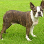 boston terrier i love pets