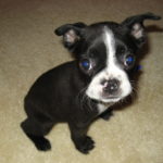 boston terrier i love pets