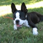 boston terrier i love pets