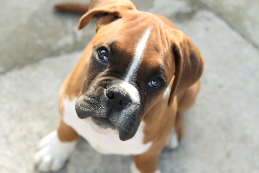 Medium Breed Dogs Good Apartments Medium Breed Dogs Good Apartments