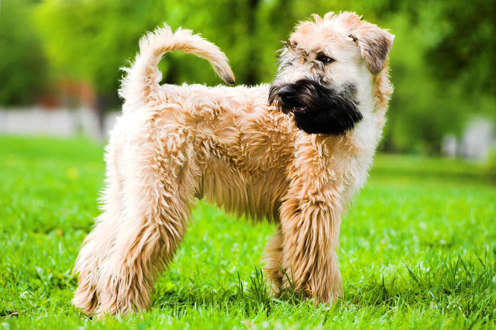 irish soft coated wheaten