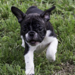 french bulldog I love pets