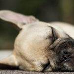 french bulldog I love pets