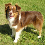 Australian Shepherd