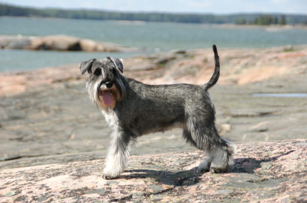 miniature schnauzer