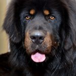 tibetan mastiff