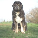tibetan mastiff