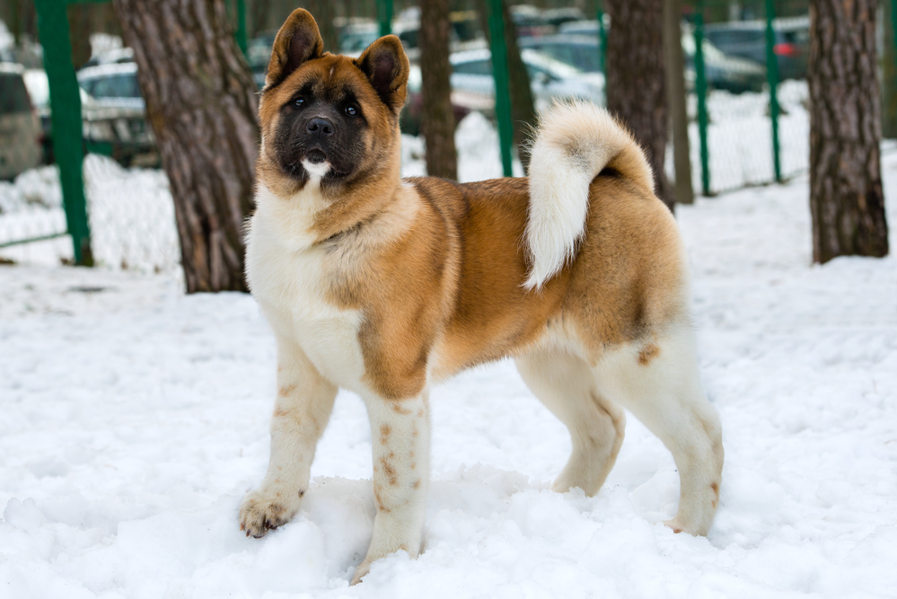 akita inu