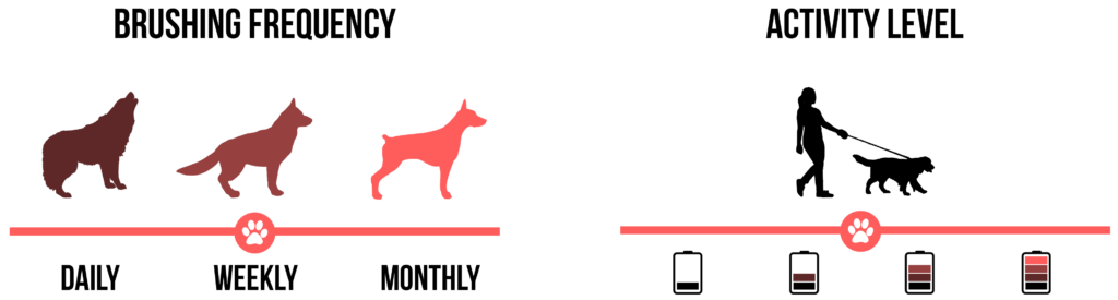 american pit bull terrier