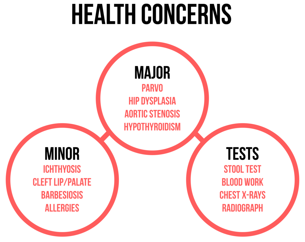 american pit bull terrier