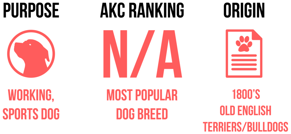 american pit bull terrier