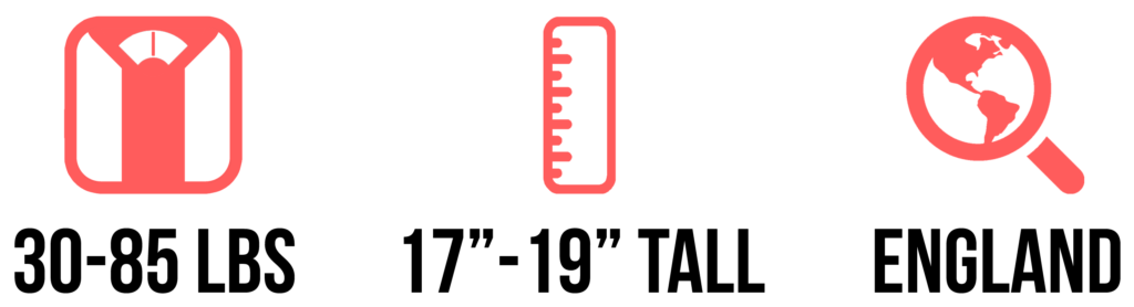 american pit bull terrier