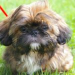 Shih Tzu