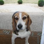 beagle