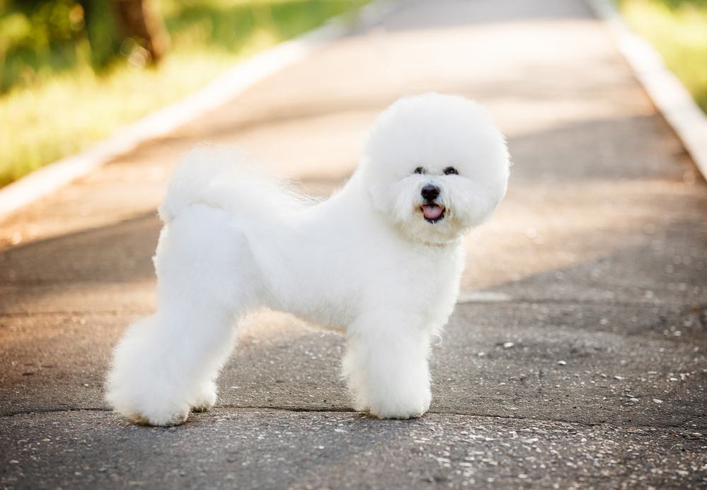 bichon frise