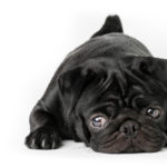 black pug